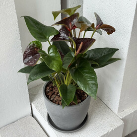 Антуриум Блэк Лав в бетонном горшке