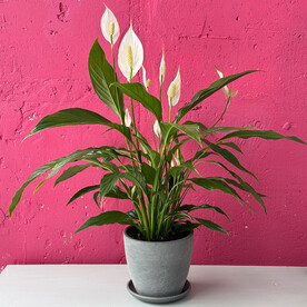 Спатифиллум в бетонном горшке