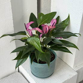 Антуриум Зизу в лазурном горшке