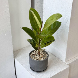 Фикус Шривериана