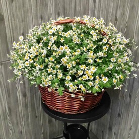 Ромашка, Оазис, Корзина плетеная