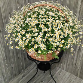 51 кустовая ромашка в корзине