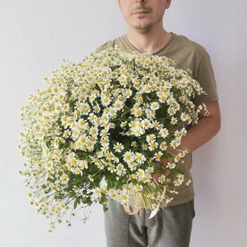 Букет из 75  кустовой ромашки