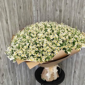 Букет из 151 кустовой ромашки