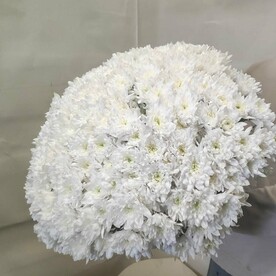 Большой букет из 25 кустовых хризантем балтика