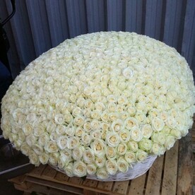 Белые розы 501 шт