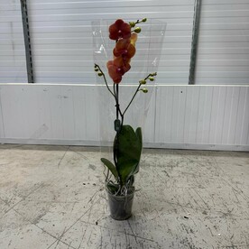 Фаленопсис