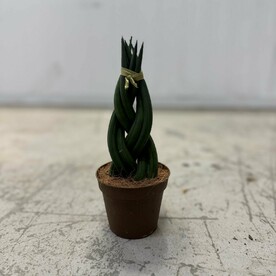 Сансеверия