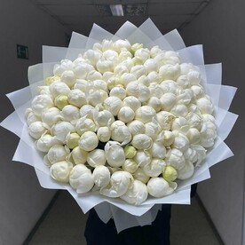 Пионы белые Премиум