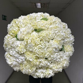 Гортензия белая