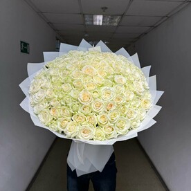 101 Роза белая