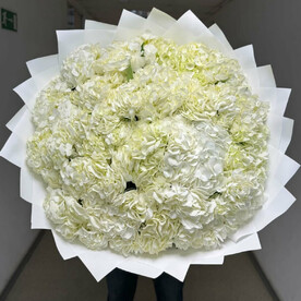 Гортензия белая