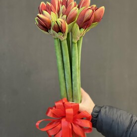 Амариллис красный