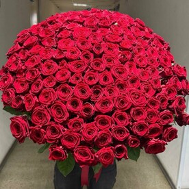 151 Роза красная