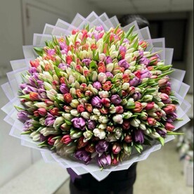 Тюльпаны микс