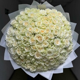 101 Роза белая Отборная