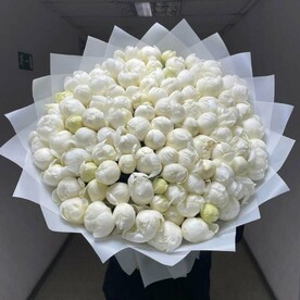 Белые Пионы отборные Премиум