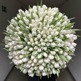 Букет из 201 белых тюльпанов