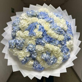 101 Гортензия микс