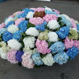 Гортензия 101 в корзине