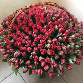 Тюльпаны пионовидные