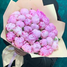 Пионы розовые