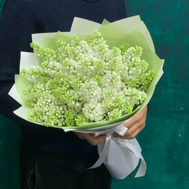 Сирень белая