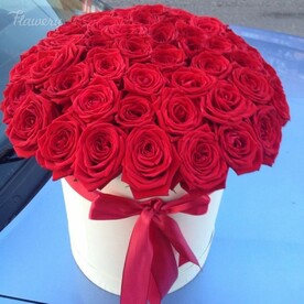 Леди в красном.