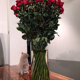 Роза гигант