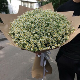 Букет из 51 ромашки