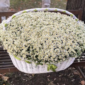 Ромашки-501 в корзине