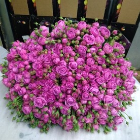 Миссти бабус 151 пионовидные розы