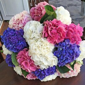 Микс гортензия