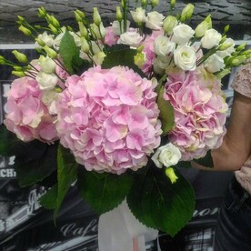 Семь гортензия