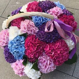 Гортензия в корзине.