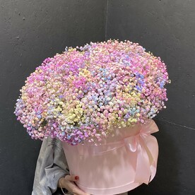 Радужная гипсофила