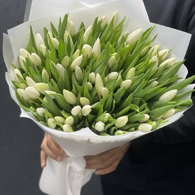 Белые тюльпаны