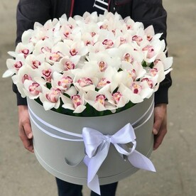 Красота орхидей