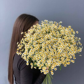 Ромашковый рай