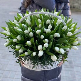 Большая корзина с белыми тюльпанами 101 штука