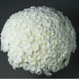 65 Кустовых хризантем