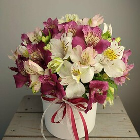 Альстромерии