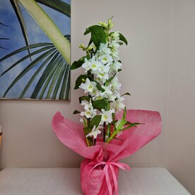 Белая орхидея дендробиум