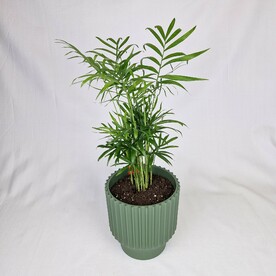 Пальма Хамедорея в горшке