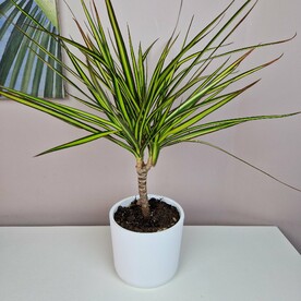 Драцена окаймленная Санрей в белом горшке 2л.