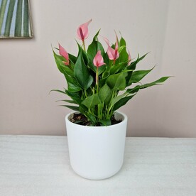 Антуриум розовый Лили в белом горшке