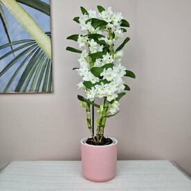 Орхидея Дендробиум в розовом горшке