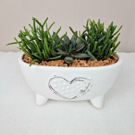 Суккуленты в белом кашпо