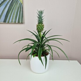 Ананас в белом горшке