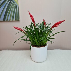 Вризея в белом горшке